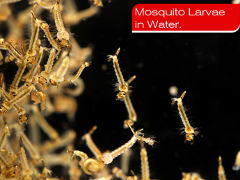 mosquito-root-problem mosquito-root-problem